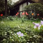 frühling im garten