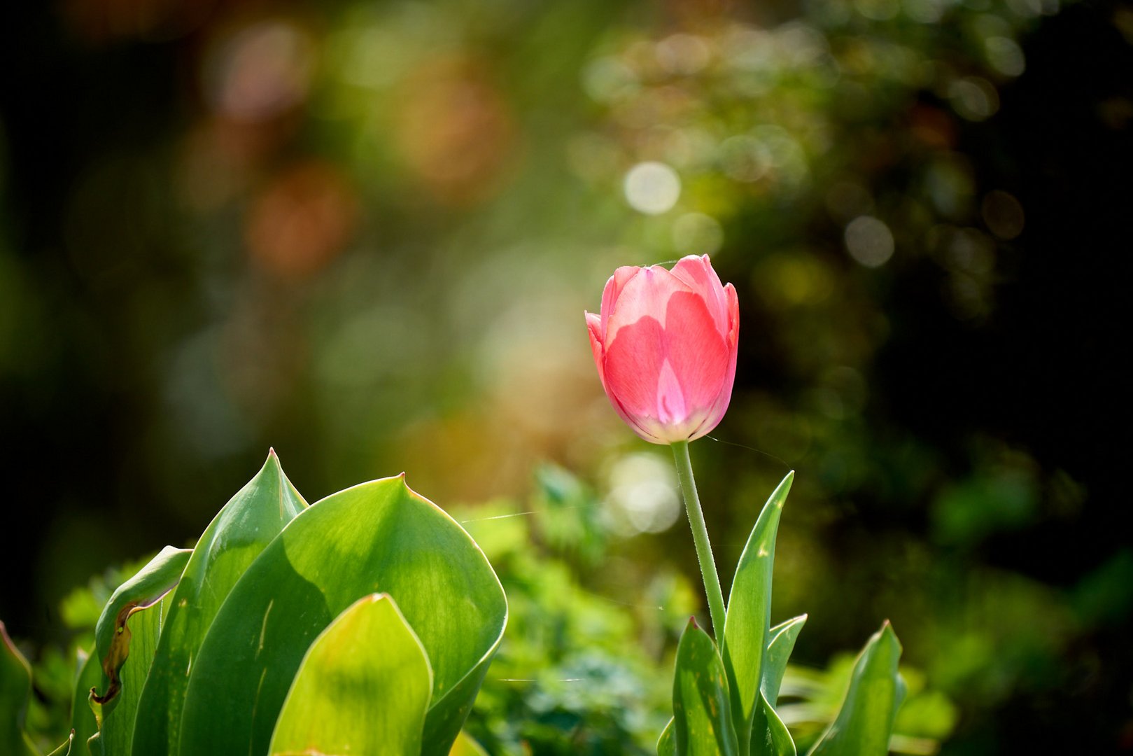 Frühling im Garten: Tulpe