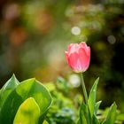 Frühling im Garten: Tulpe