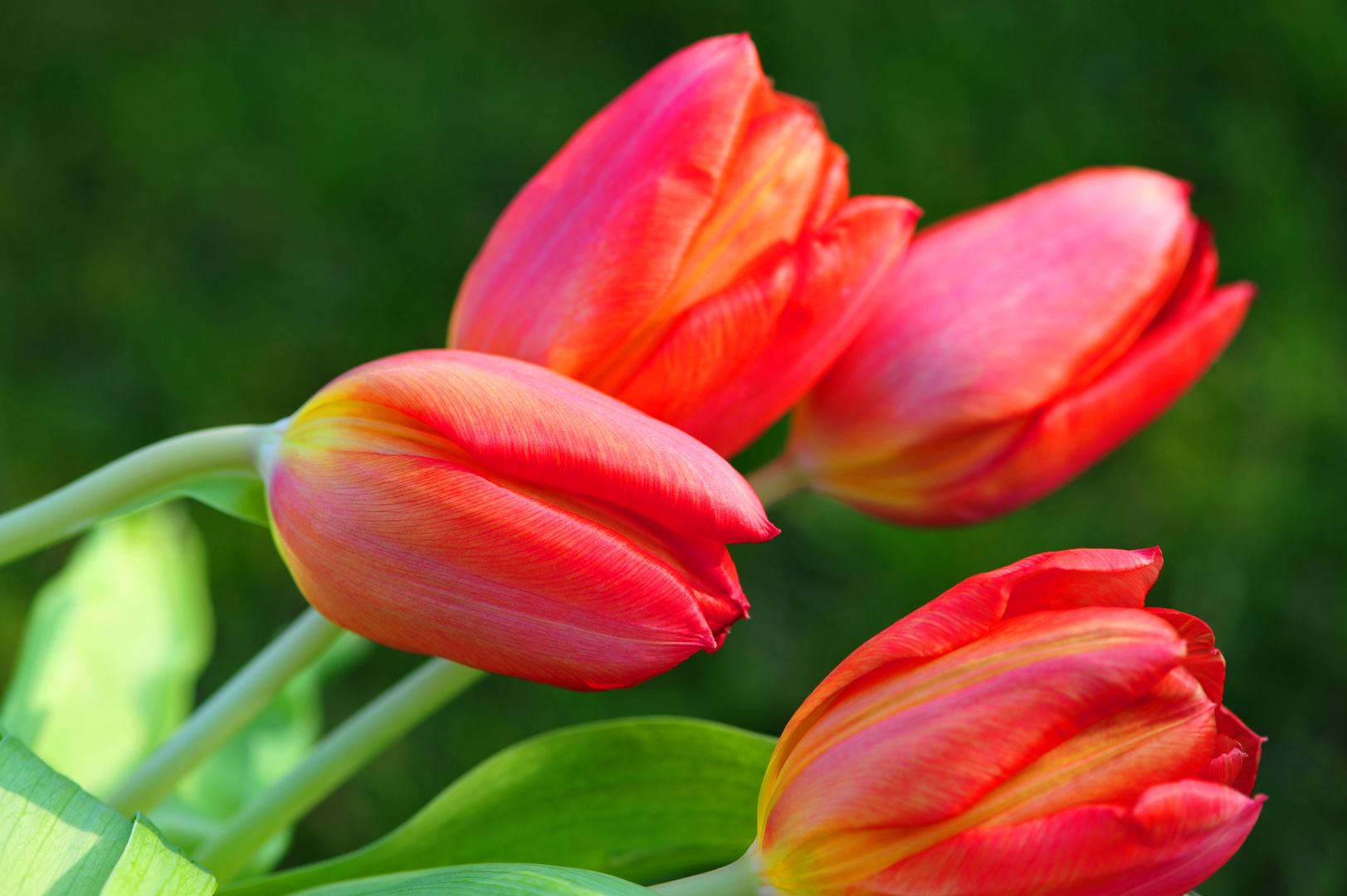 Frühling im Garten - TULPEN