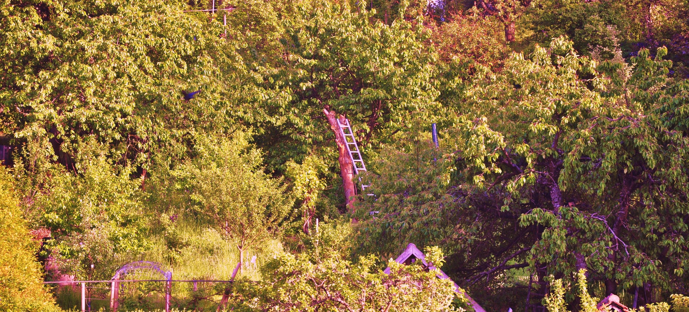 FRühling im Garten und die Leiter steht bereits