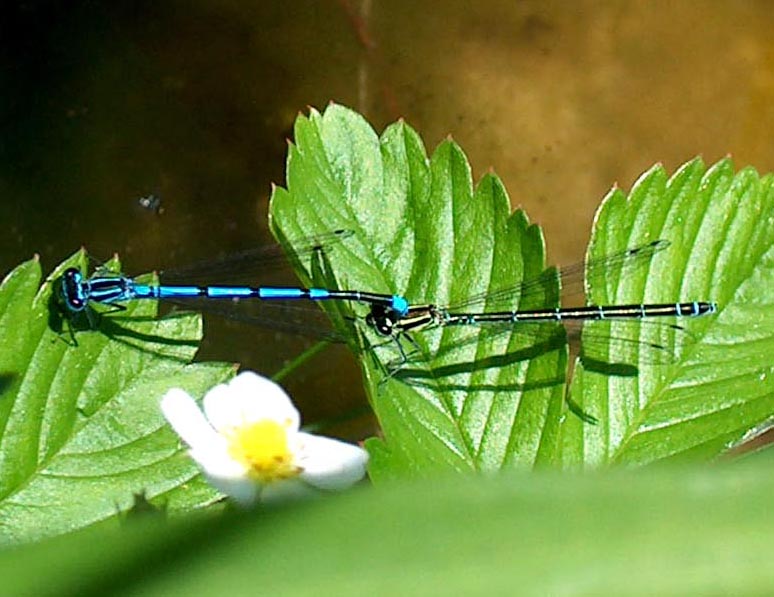 Fruehling im Gartenteich Foto & Bild tiere, wildlife, libellen Bilder
