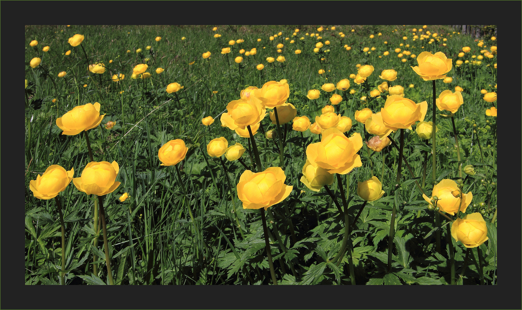 Frühling im Gebirge 1