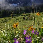 Frühling im Gebirge