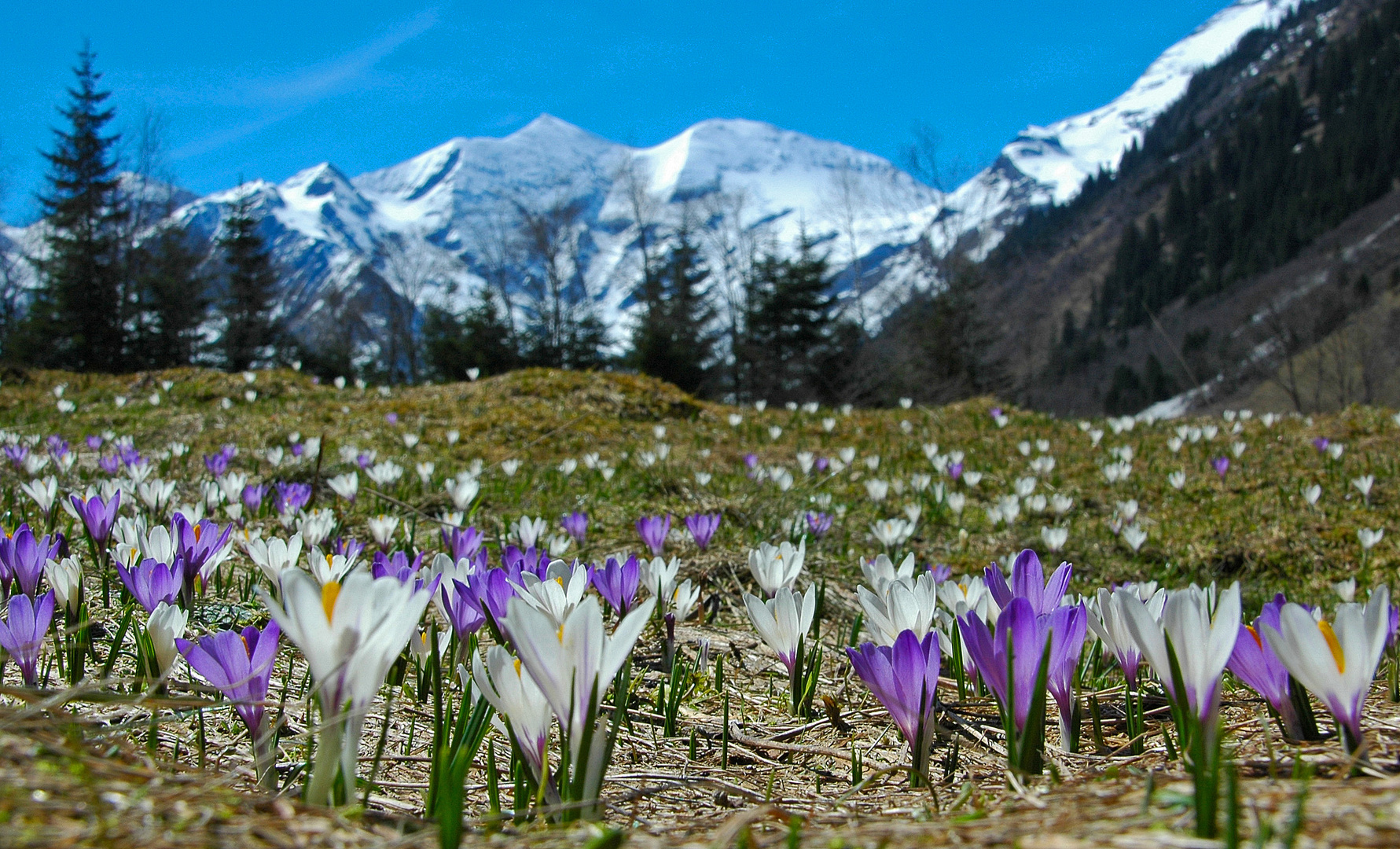 Frühling im Gebirge