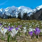 Frühling im Gebirge