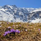 Frühling im Gebirge