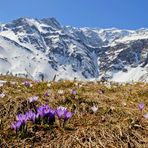 Frühling im Gebirge