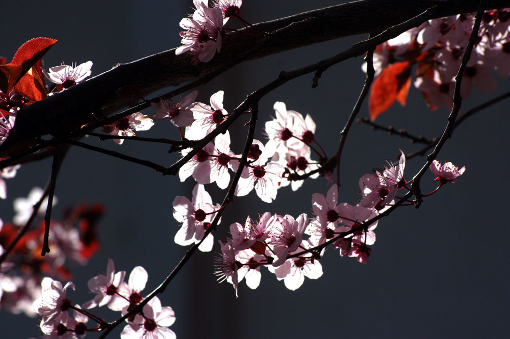 Frühling im Gegenlicht