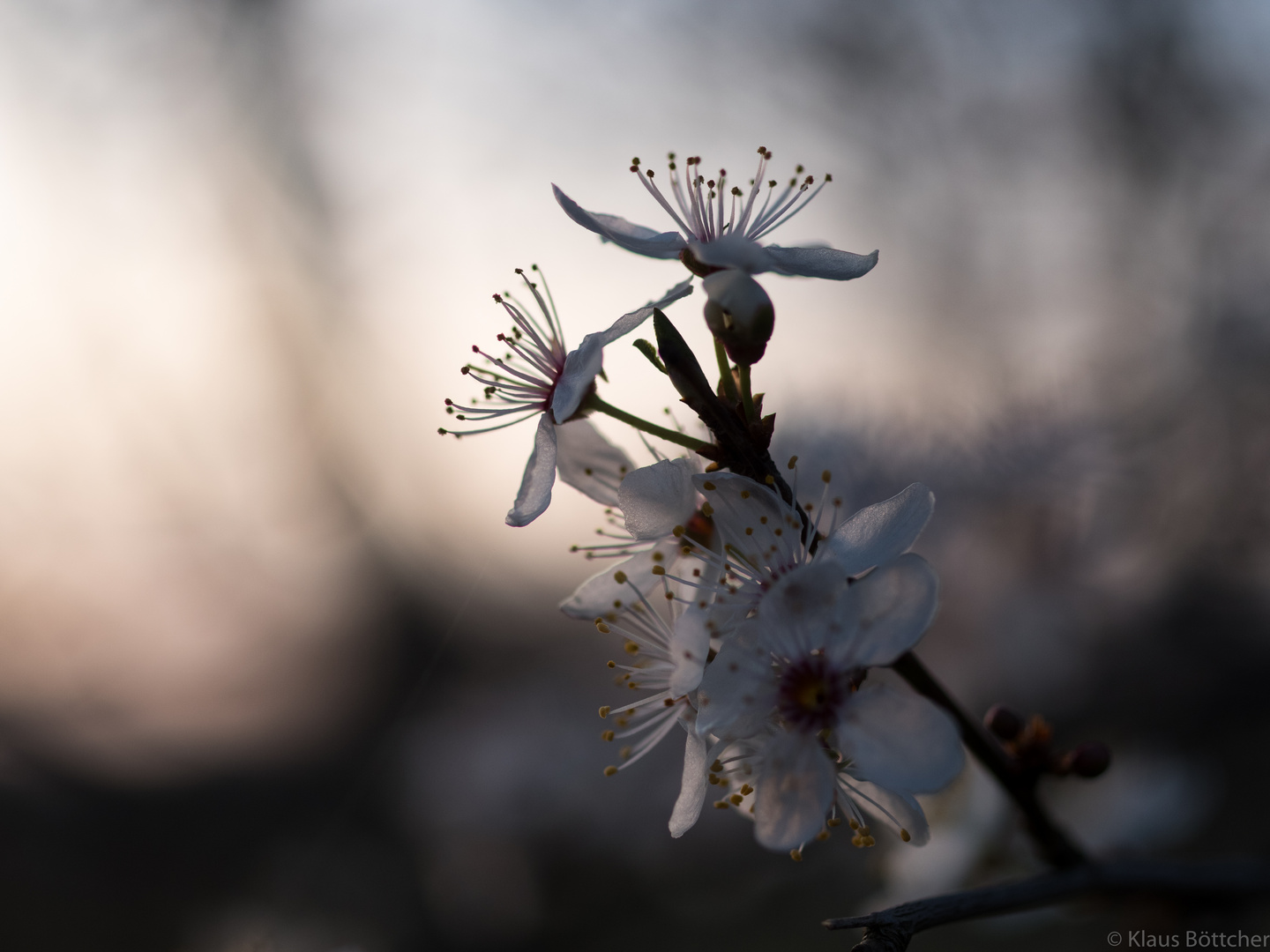 Frühling im Gegenlicht 2