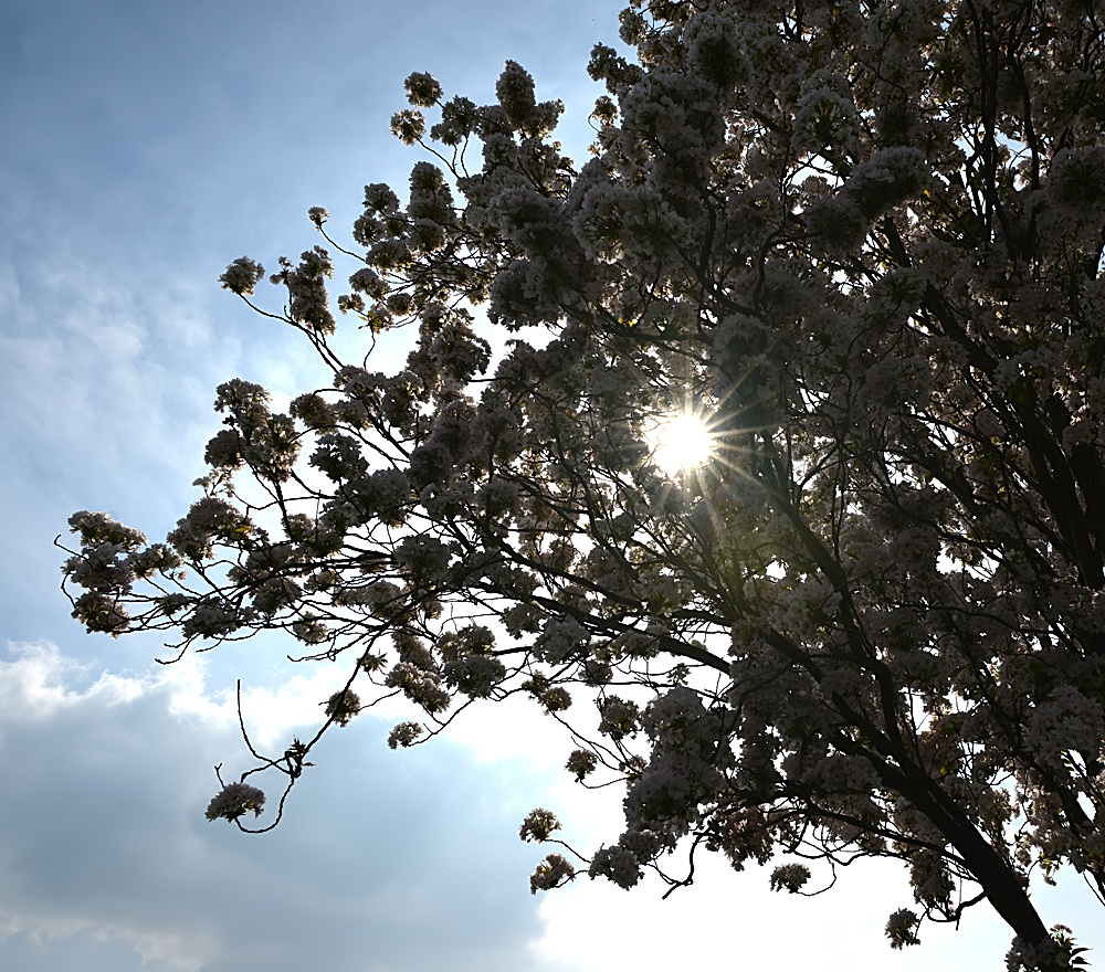 Frühling im Gegenlicht...