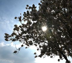 Frühling im Gegenlicht...