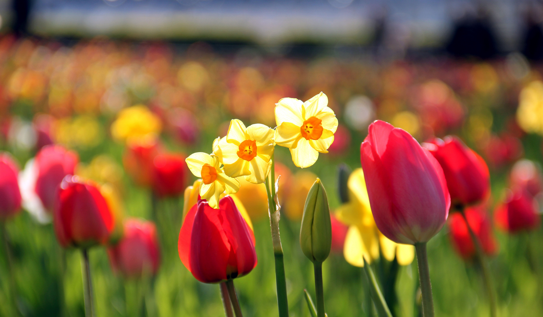 Frühling im Gegenlicht