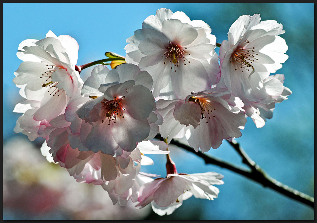 Frühling im Gegenlicht