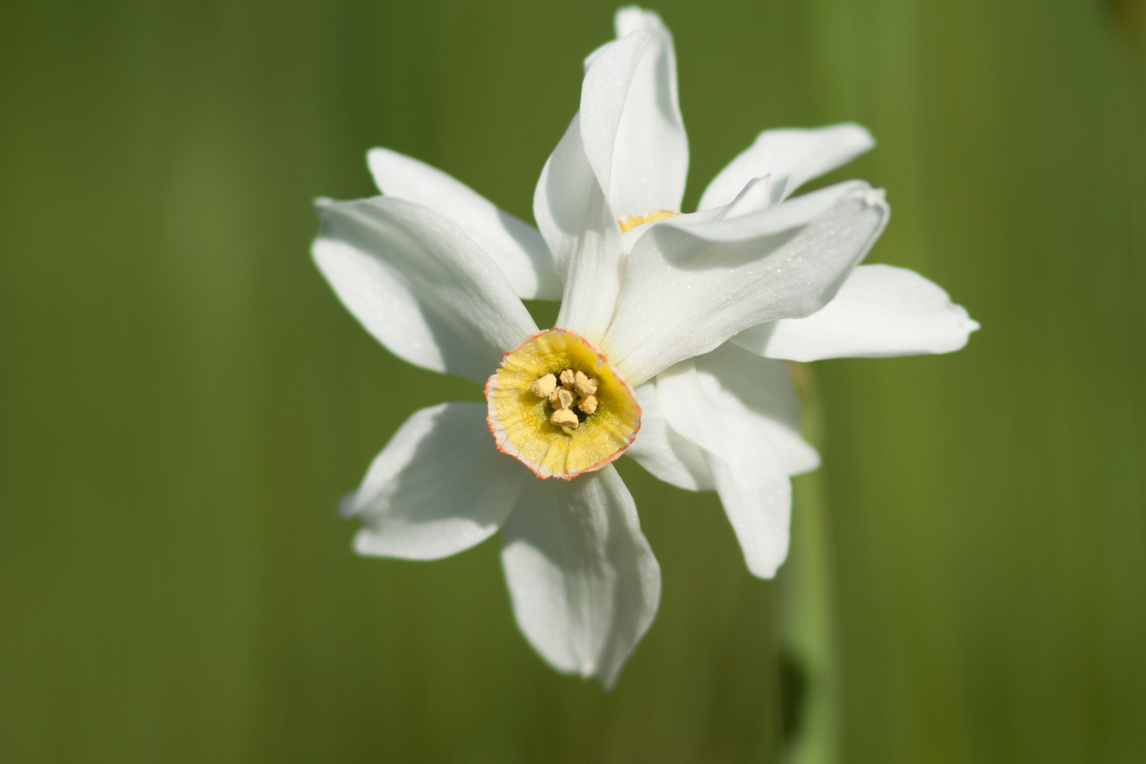 Frühling im Gesäuse 9