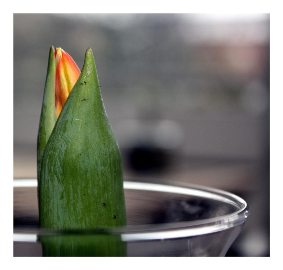 Frühling im Glas 1