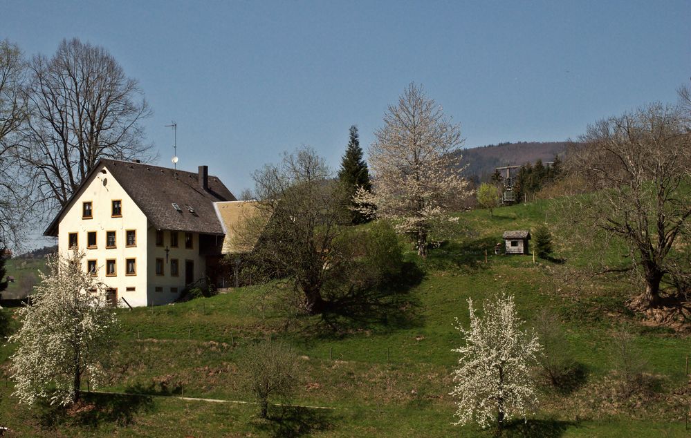 Frühling im Glottertal