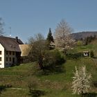 Frühling im Glottertal