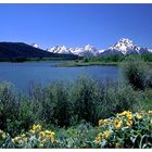 Frühling im Grand Teton