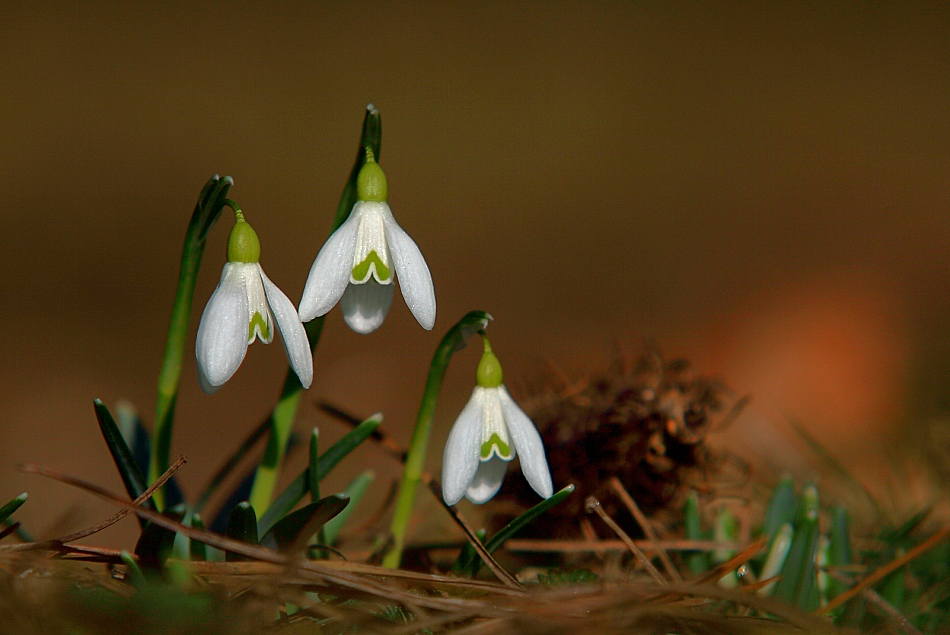 Frühling im Grazer Stadtpark