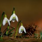 Frühling im Grazer Stadtpark