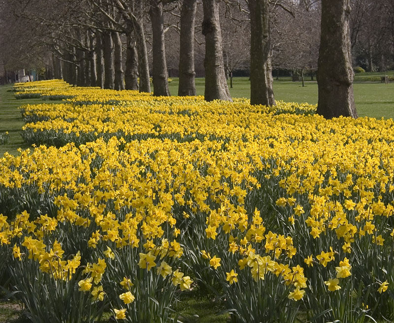 Fruehling im Green Park