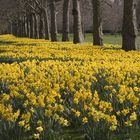 Fruehling im Green Park