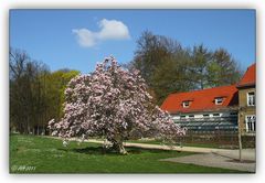 Frühling im Greizer Park