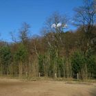 Frühling im Grunewald ...