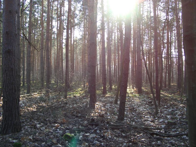 Frühling im Grunewald