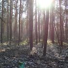 Frühling im Grunewald