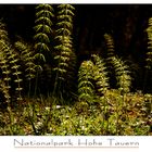 Frühling im Habachtal II