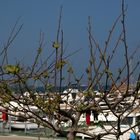 Frühling im Hafen von Can Picafort