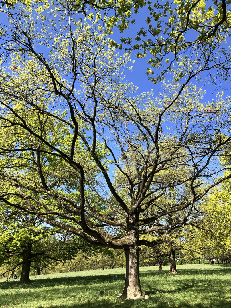 FRÜHLING IM HAIN