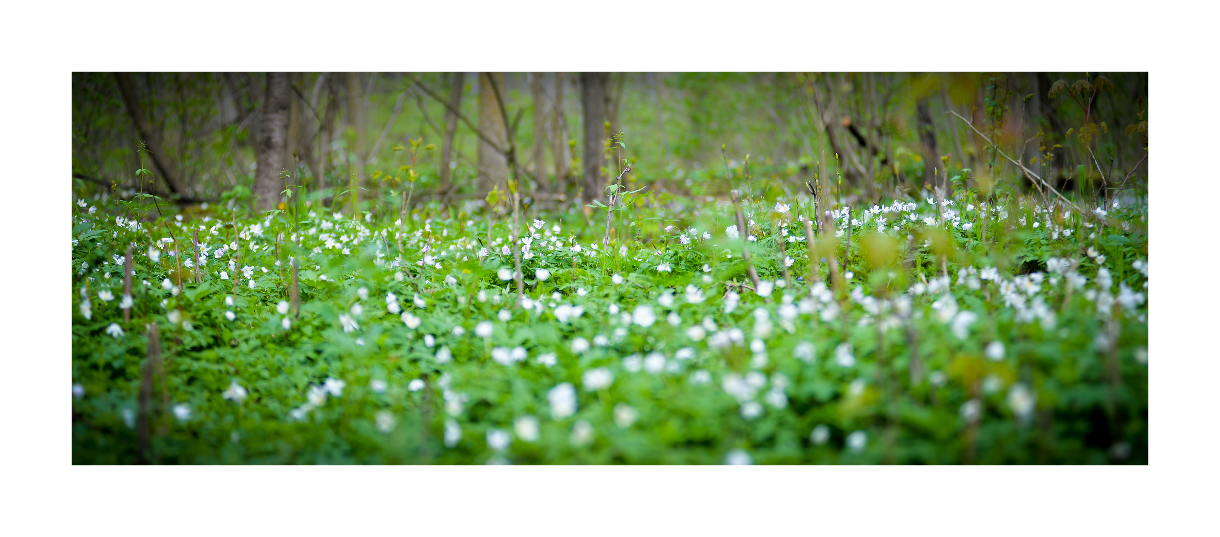 Frühling im Hainich 2