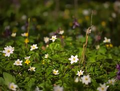 Frühling im Hainich