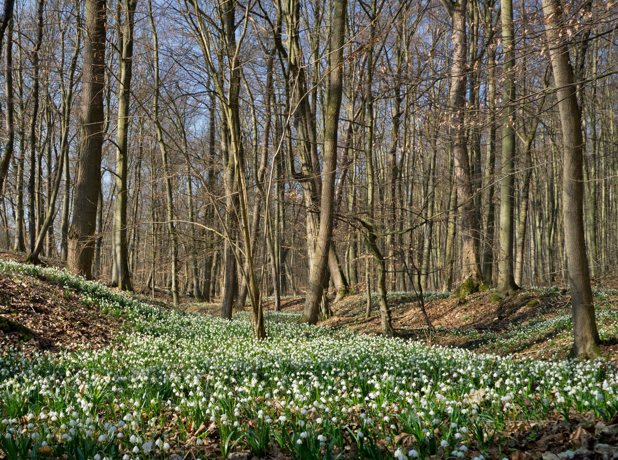 Frühling im Hainich: Steingrabental