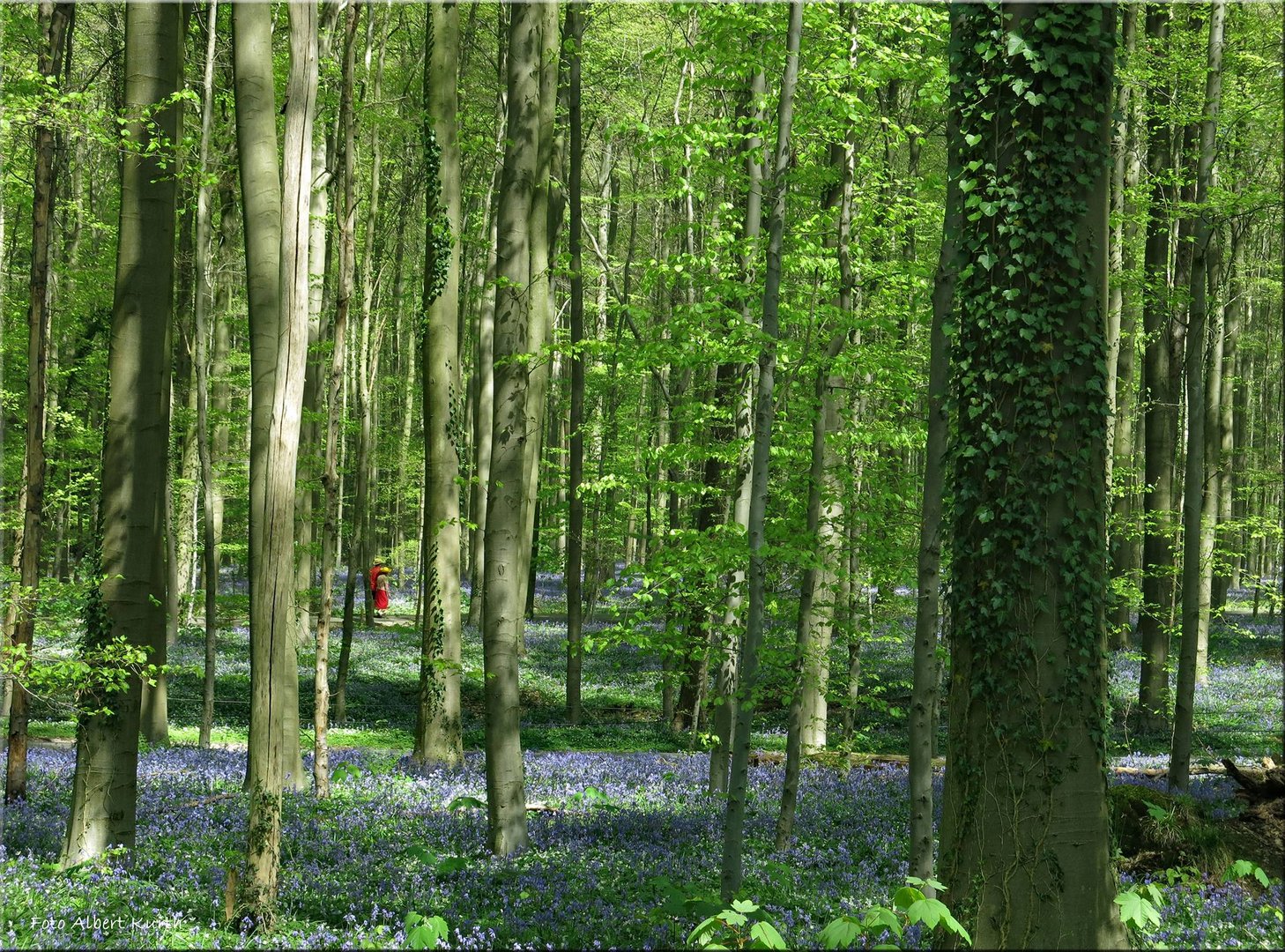 Frühling im Hallerbos (2)