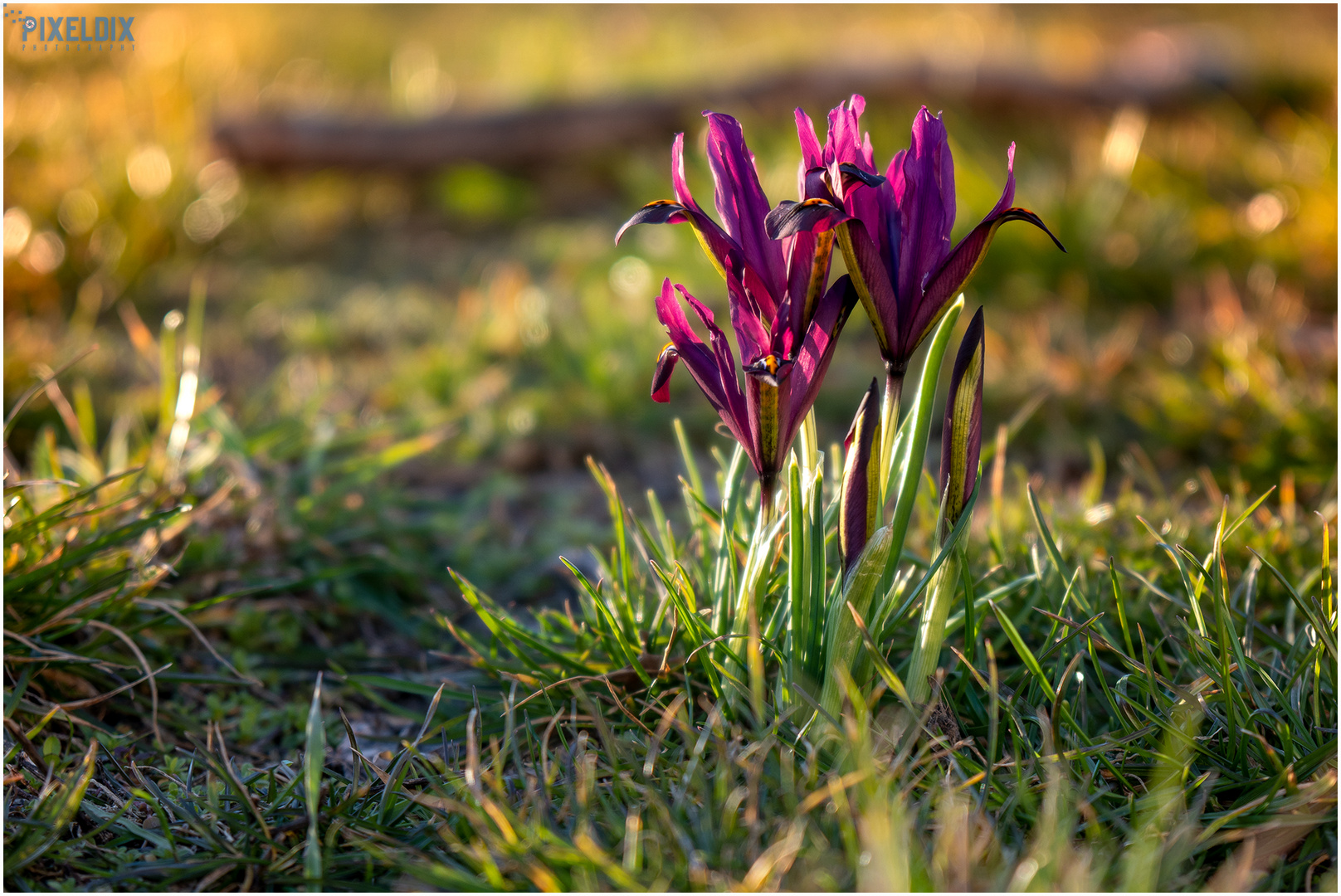 Frühling im Harz