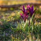 Frühling im Harz