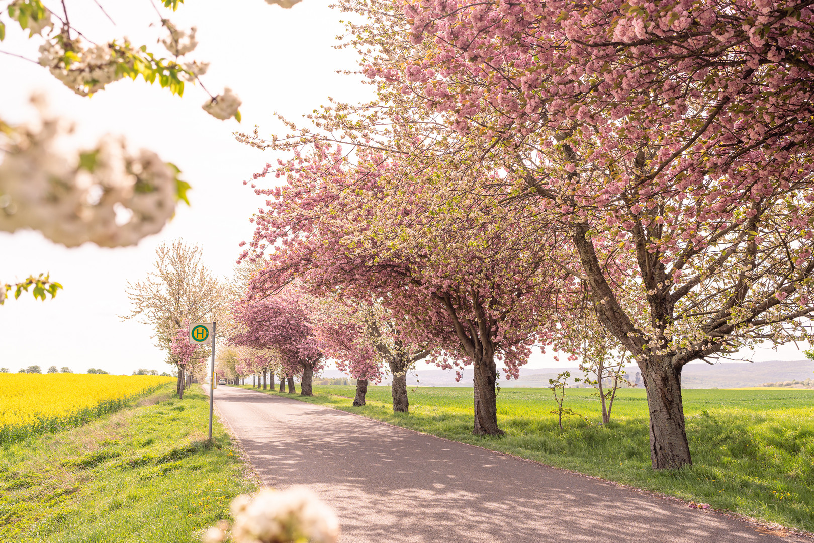 Frühling im Harz