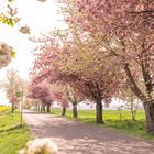 Frühling im Harz