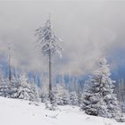 Frühling im Harz...