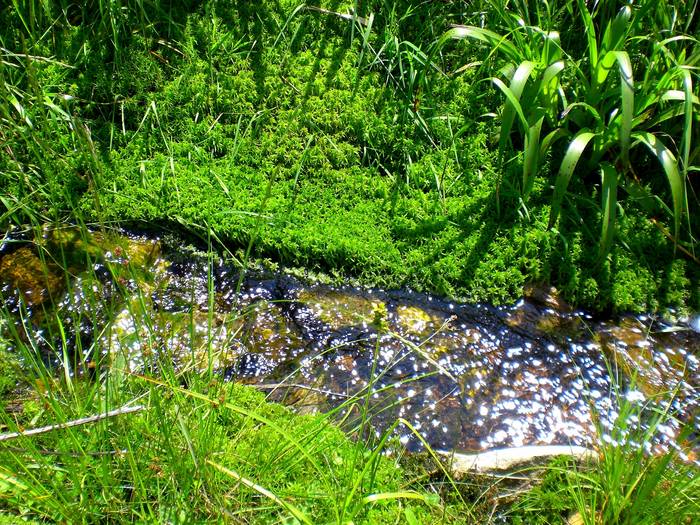 Frühling im Harz