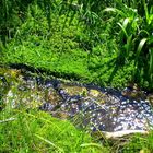 Frühling im Harz