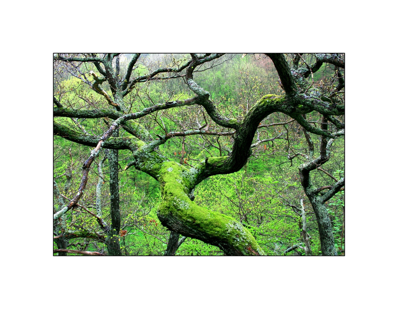 Frühling im Harz