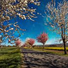 Frühling im Harz