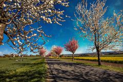 Frühling im Harz