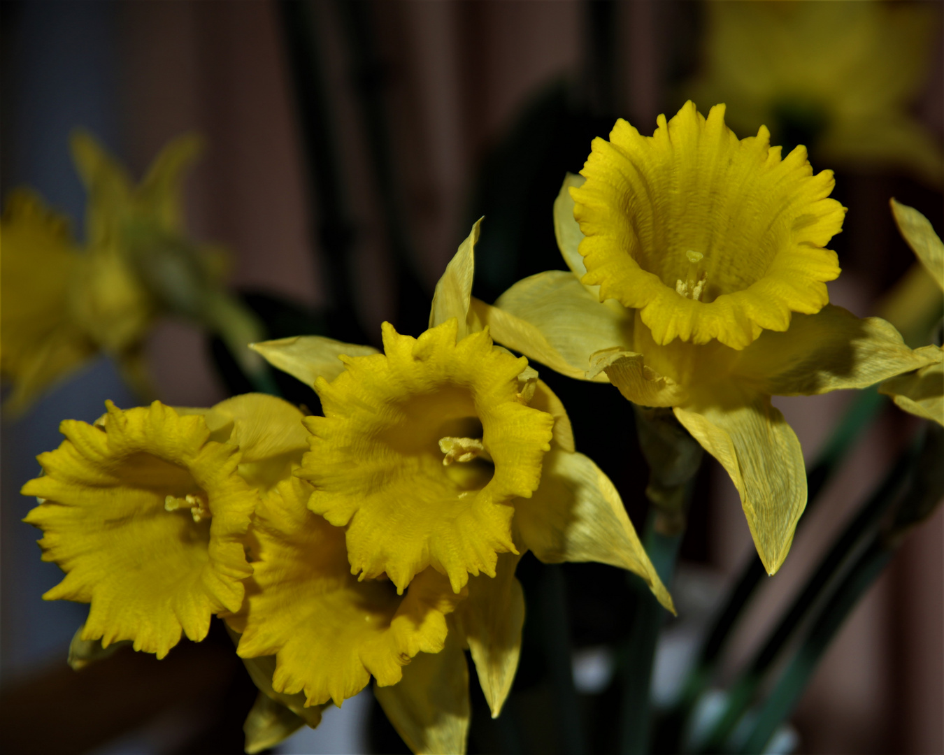 Frühling im Haus