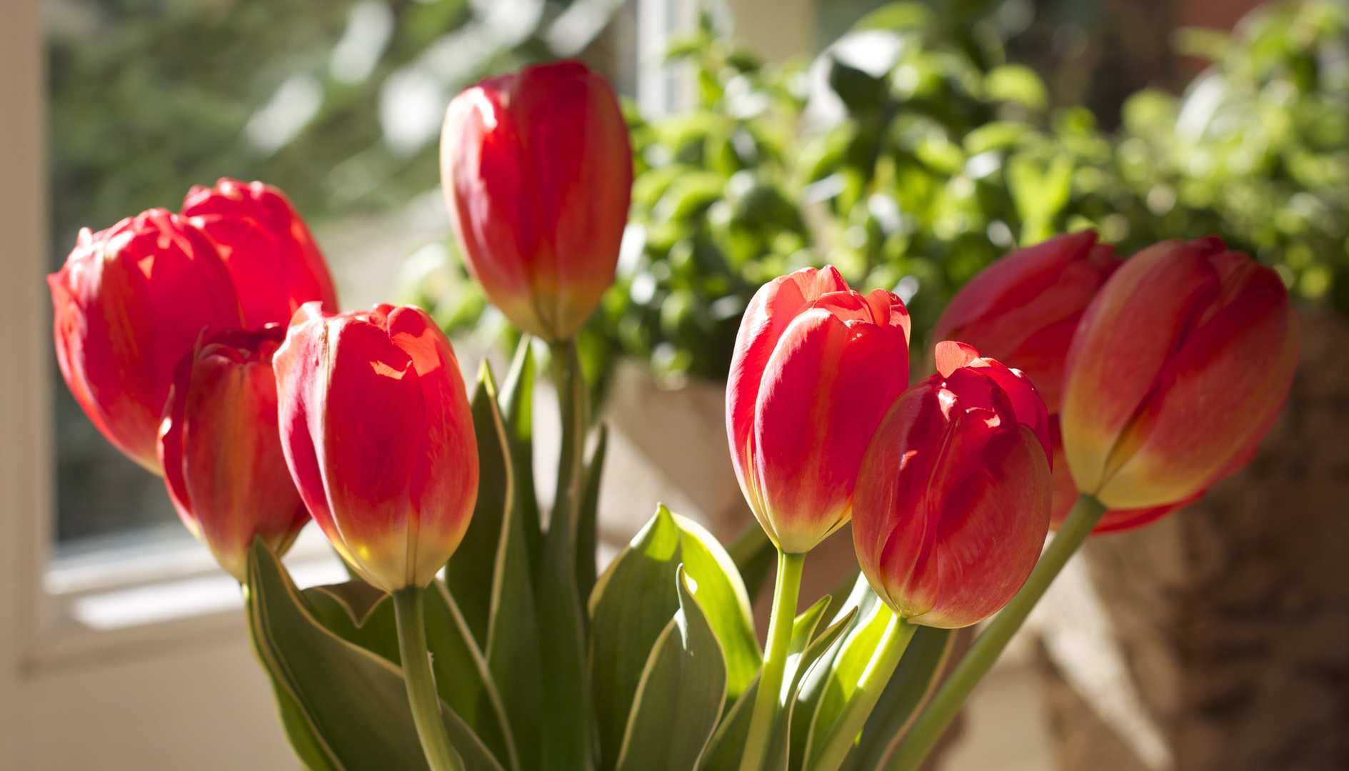 Frühling im Haus